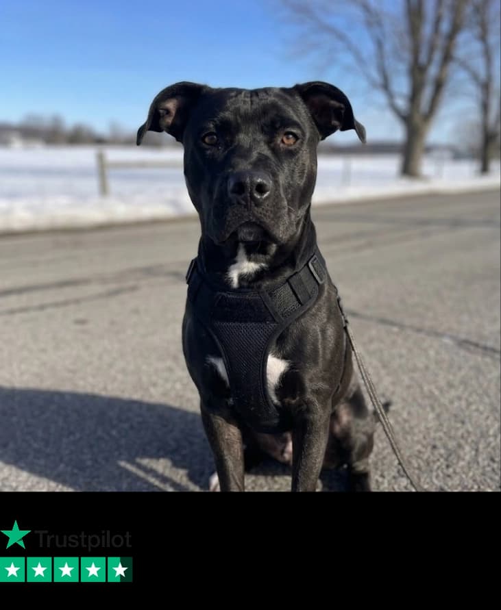 A black dog with white markings sits on a leash outdoors, looking directly at the camera with a snowy field and bare trees in the background.