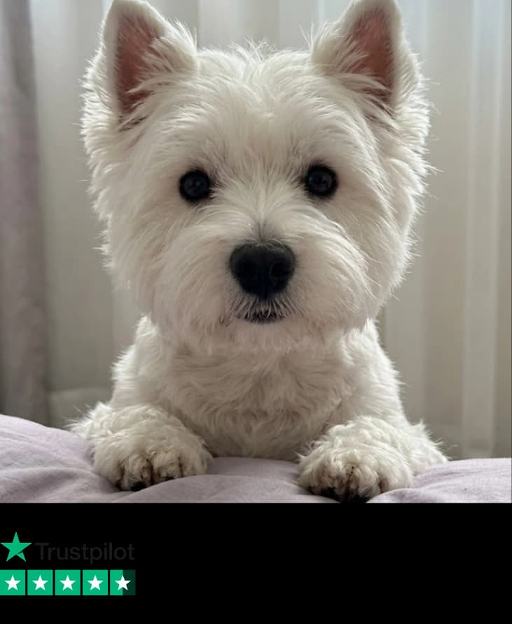 A white West Highland Terrier dog lying on a bed with a light background