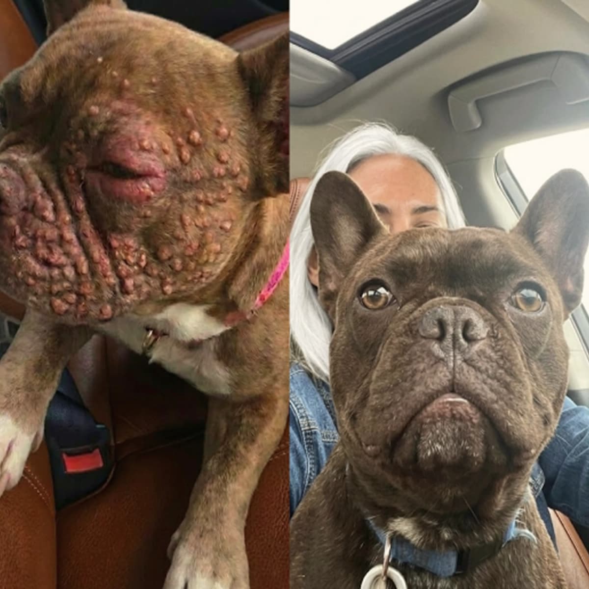 A before and after photo of a brown dog with severe skin issues and a healthy appearance, sitting in a car with a woman