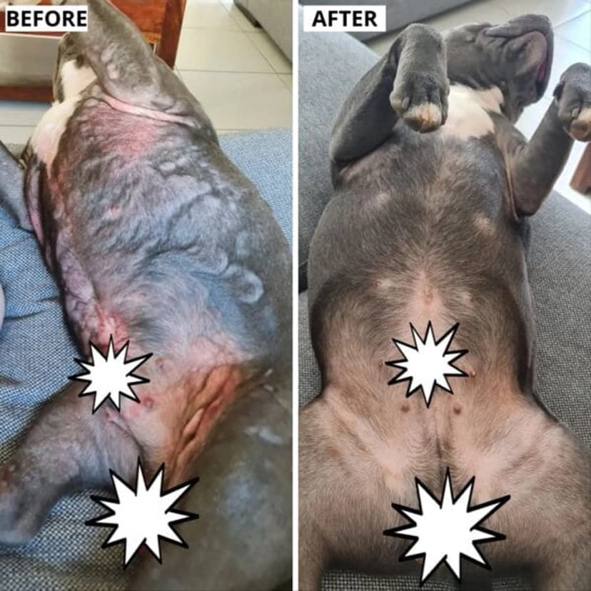 A before-and-after comparison of a dog's belly, showing significant skin improvement from a red, irritated, and balding condition to a healthier, fuller coat