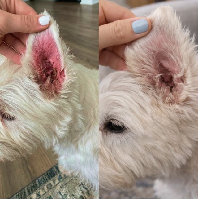 A split image showing a close-up of a white dog's ear with redness and irritation on the left, and a healthy ear on the right, with a person's hand holding the ear in both images
