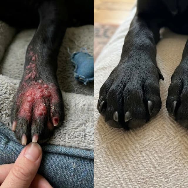 A split image showing a dog's paw with a red, inflamed, and infected area on the left, and the same paw healed on the right