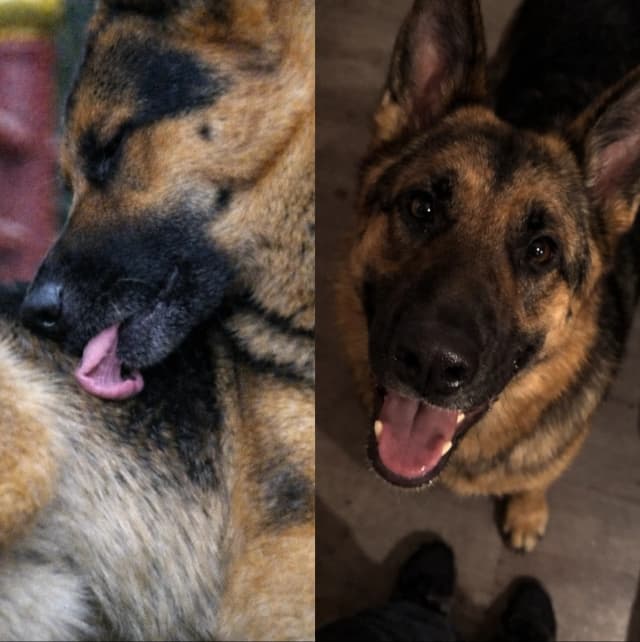 Two photos of a German Shepherd dog, one close-up of its face with its tongue out and another from above showing its happy expression