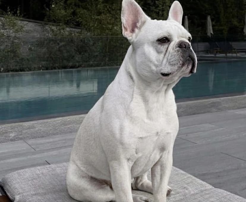 A white French Bulldog sitting on a cushion by a swimming pool