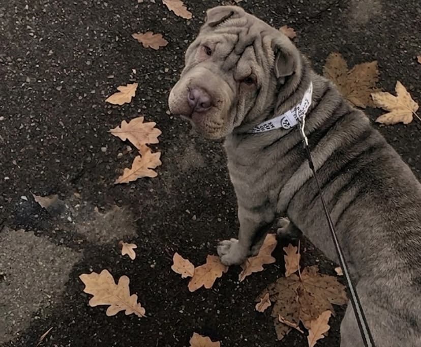 A Shar Pei dog on a leash standing on a dark asphalt surface surrounded by fallen brown leaves