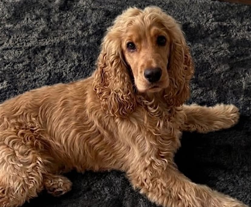 A light brown cocker spaniel puppy lying on a dark gray blanket, looking directly at the camera with its front legs stretched out.
