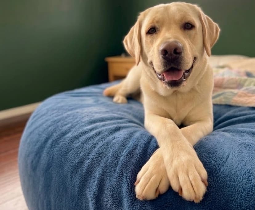 A yellow Labrador Retriever lying on a blue dog bed with its front paws crossed, looking directly at the camera with its mouth slightly open.