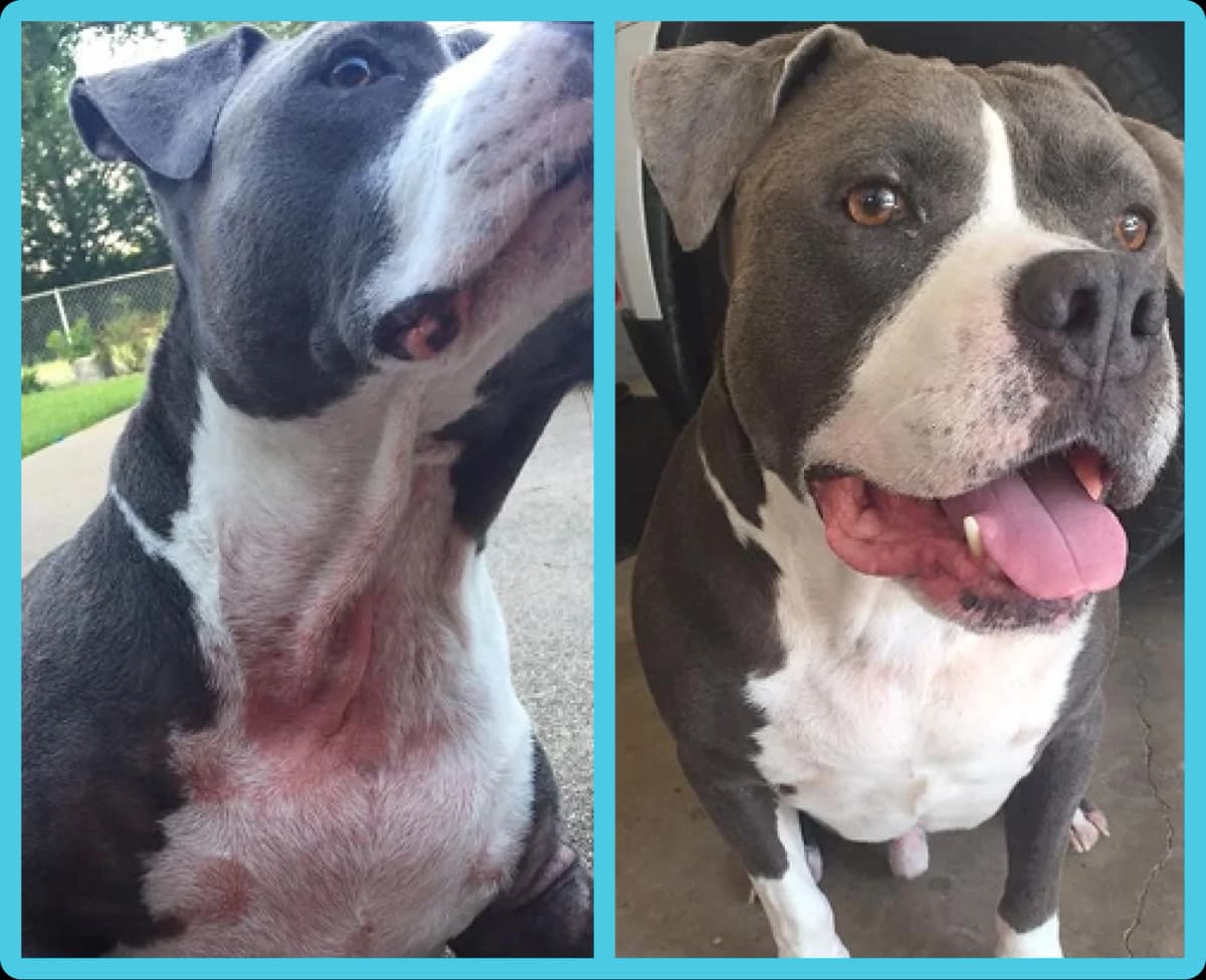 Two photos of a gray and white pit bull, one looking up and the other sitting with its tongue out